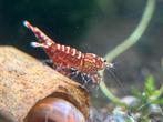 Caridina snowfall red, Animaux & Accessoires, Enlèvement, Neuf