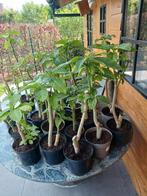 Bloemen brugmansia, Tuin en Terras, Ophalen
