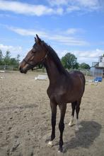 Jaarling hengst met geweldige springafstamming, Dieren en Toebehoren, Paarden, Met stamboom, Springpaard, 0 tot 2 jaar, Hengst