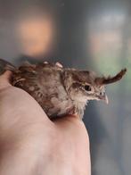 Gambel kwartels, Dieren en Toebehoren, Geringd