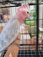 Rose kaketoe natuurbroed, Dieren en Toebehoren