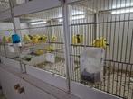 Fife Fancy, Dieren en Toebehoren, Meerdere dieren, Postuurkanarie