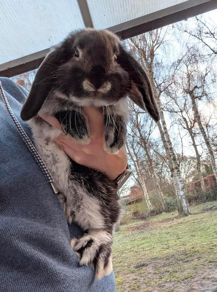 Nederlandse dwerghangoor, Dieren en Toebehoren, Konijnen, Dwerg, Mannelijk, 0 tot 2 jaar, Hangoor