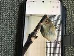Indigo vink pop, Dieren en Toebehoren, Vogels | Overige Vogels, Tropenvogel
