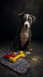 Prachtige blauwe Amerikaanse Stafford pups, Dieren en Toebehoren, België, CDV (hondenziekte), 8 tot 15 weken, American Staffordshire Terriër