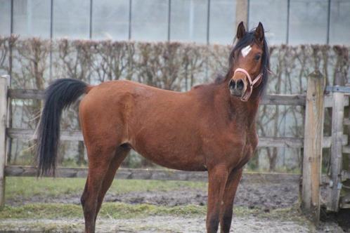 Zeer grote Arabische volbloed ruin, 2 jaar en al 1m54, Dieren en Toebehoren, Paarden, Ruin