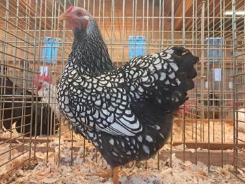 Wyandotte kriel kuikens zilver zwart gezoomd  beschikbaar voor biedingen