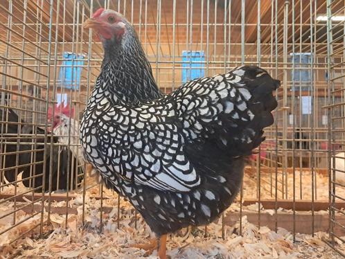 Wyandotte kriel kuikens zilver zwart gezoomd, Dieren en Toebehoren, Pluimvee, Geslacht onbekend