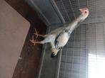Shamo hen 5.5 maand, Dieren en Toebehoren