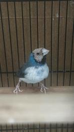 Gouldiaanse vink Gould Gouldamandine, Dieren en Toebehoren, Mannelijk