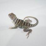 halsbandleguaan 'blazing blue ' mannen, Dieren en Toebehoren, Reptielen en Amfibieën, Hagedis, 0 tot 2 jaar