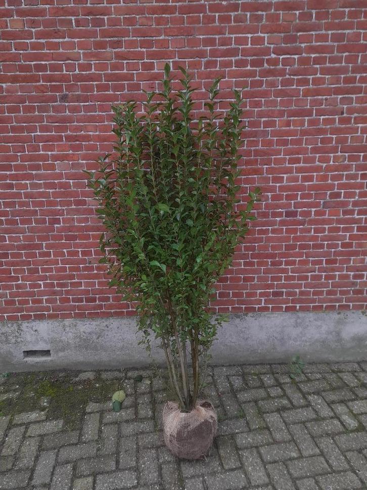 ligustrum ovalifolium haagligustrum leverbaar vanaf oktober, Tuin en Terras, Planten | Bomen, Ophalen
