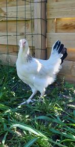 Kippen jonge sussex hennen beschikbaar, Dieren en Toebehoren, Pluimvee, Vrouwelijk, Kip