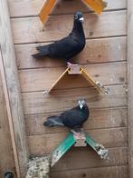 Kleurpostduiven, Plusieurs animaux, Pigeon voyageur