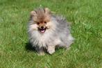 Pomeriaan pups te koop - Dwergkeeshondjes, Dieren en Toebehoren, Honden | Poolhonden, Keeshonden en Oertypen, Keeshond, 15 weken tot 1 jaar