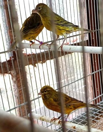 kleurkanarie beschikbaar voor biedingen