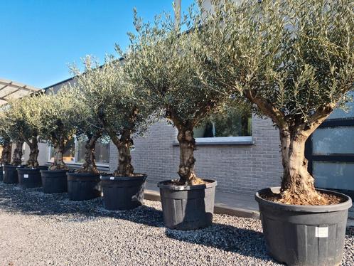 Mooi vertakte olijfbomen Olea Europaea, Tuin en Terras, Planten | Bomen, Olijfboom, Ophalen