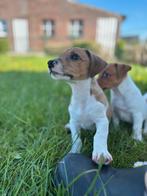 Mooie Jack Russel pups, Dieren en Toebehoren, Honden | Jack Russells en Terriërs, België, Jack Russell Terriër, CDV (hondenziekte)