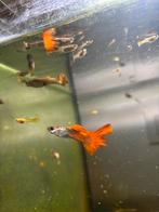 Guppy, Dieren en Toebehoren, Vissen | Aquariumvissen
