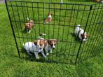 Jack Russel puppys, Parvovirose, Jack Russel Terrier, Plusieurs, Belgique