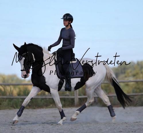 Betrouwbare BWP (spring)merrie, Dieren en Toebehoren, Paarden, Merrie, 165 tot 170 cm, 3 tot 6 jaar, Springpaard, Met stamboom