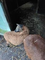 Kameroen schaap, Dieren en Toebehoren, Schapen, Geiten en Varkens, Schaap