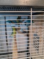 Tekoop Forpussen, Dieren en Toebehoren, Vogels | Parkieten en Papegaaien