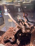 Terrarium + Boa constrictor, Dieren en Toebehoren, Slang, Met terrarium