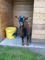 Dwerggeitje, Dieren en Toebehoren, Schapen, Geiten en Varkens, Vrouwelijk, Geit, 0 tot 2 jaar