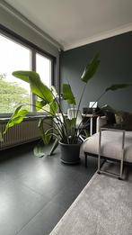 Strelitzia Nicolai (Paradijsvogelplant) zeer groot 180cm, Maison & Meubles, Plantes d'intérieur, En pot, Plein soleil, Plante verte
