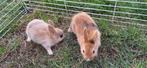 Dwergkonijntjes, Dieren en Toebehoren, Vrouwelijk, Dwerg, 0 tot 2 jaar
