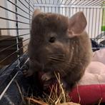 Brown ebony bokje (4 maanden), Dieren en Toebehoren, Maart, Chinchilla, Mannelijk, Tam