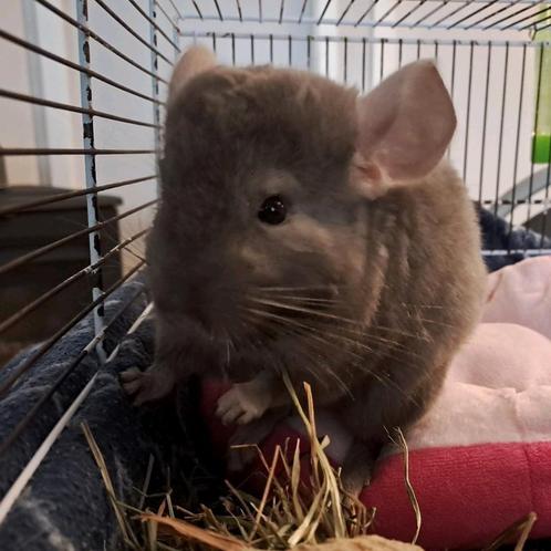 Brown ebony bokje (4 maanden), Dieren en Toebehoren, Knaagdieren, Mannelijk, Chinchilla, Maart, Tam