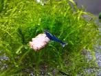 Blue Sapphire Neocaridina Garnalen, Dieren en Toebehoren