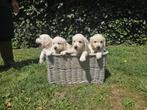 Belle portée Golden Retriever à réserver, Golden retriever, België, Fokker | Hobbymatig, CDV (hondenziekte)