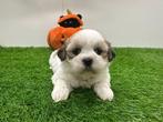 Nestjes Lhasa Apso pups, België, Overige rassen, CDV (hondenziekte), 8 tot 15 weken