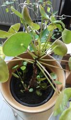 Pannekoekenplant (Pilea peperomioides), Groene kamerplant, Ophalen, Halfschaduw, Minder dan 100 cm