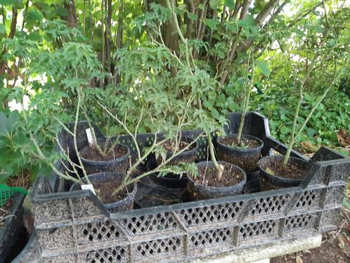 Acer Shishigashira voor Bonsai, Tuin en Terras, Planten | Bomen, Ophalen