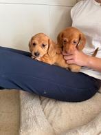 Prachtige dwergteckel pups, Dieren en Toebehoren, België, Fokker | Hobbymatig, Reu, 8 tot 15 weken