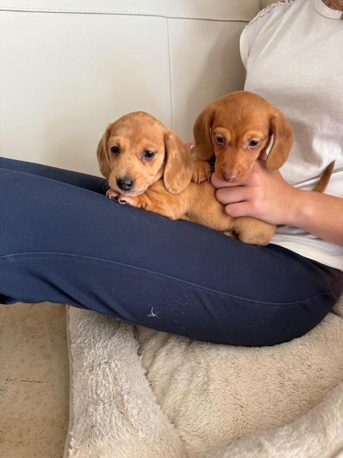 Prachtige dwergteckel pups, Dieren en Toebehoren, Honden | Teckels en Dashonden, Reu, Korthaar, Dwerg, Fokker | Hobbymatig, Meerdere
