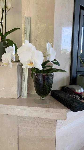Mooie orchidee in glazen  vaas, Enlèvement, Comme neuf