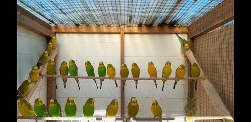 Kleurgrasparkieten TT kwaliteit, Dieren en Toebehoren, Vogels | Parkieten en Papegaaien, Parkiet, Meerdere dieren, Geringd