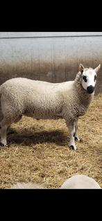 Kerry hill ram, Dieren en Toebehoren, Mannelijk, Schaap, 0 tot 2 jaar