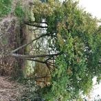 Meerstammige bomen te koop, Tuin en Terras, Planten | Bomen, Ophalen