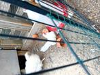 Trio serama's te koop, Dieren en Toebehoren, Meerdere dieren, Kip