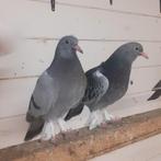 Koppel takla's, Dieren en Toebehoren
