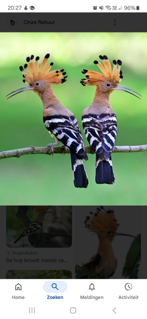 Europese hoppen 2025, laatste onverwante koppel, Dieren en Toebehoren, Vogels | Overige Vogels, Wildzangvogel, Meerdere dieren