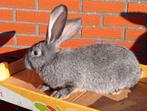 konijn Vlaamse reus, Dieren en Toebehoren, Konijnen, Vrouwelijk, Groot