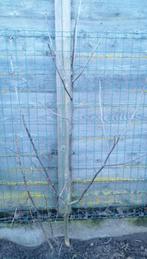 Plantgoed - Notenlaar - 5 jonge boompjes met blote wortel, Ophalen, Overige soorten, 100 tot 250 cm