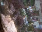 Julidrochromis ornatus  GRATIS, Vis, Zoetwatervis